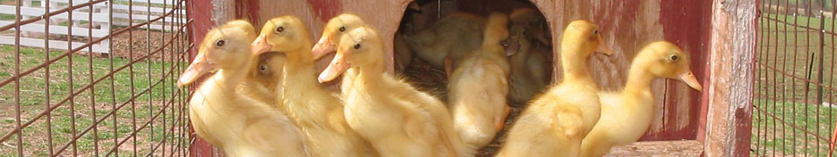 Schaefer Farms Ducks