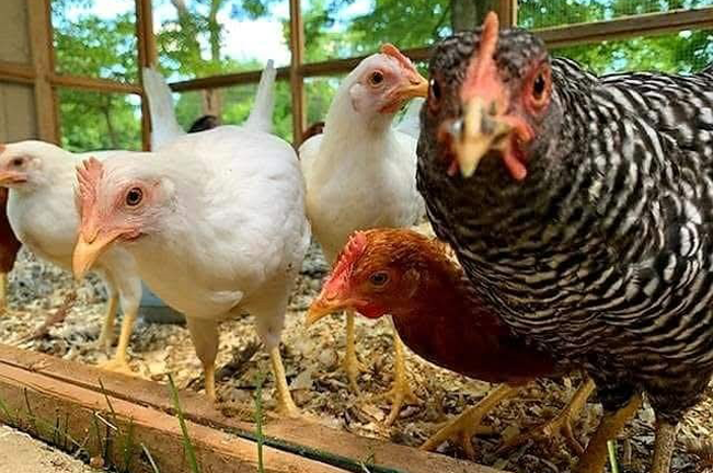 Schaefer Farms Chicken Pullets