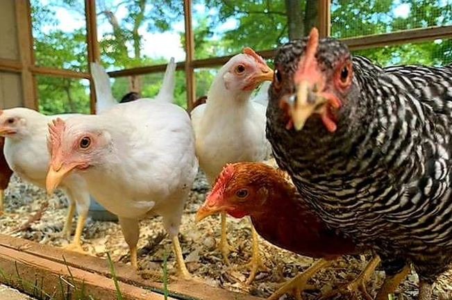 Schaefer Farms Chicken Pullets