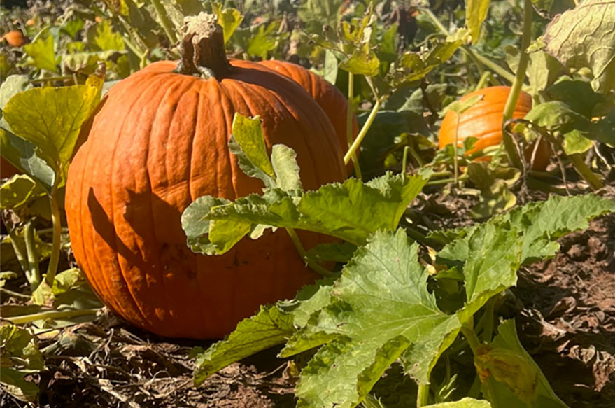 Wednesday Pumpkin Picking at Schaefer Farms
